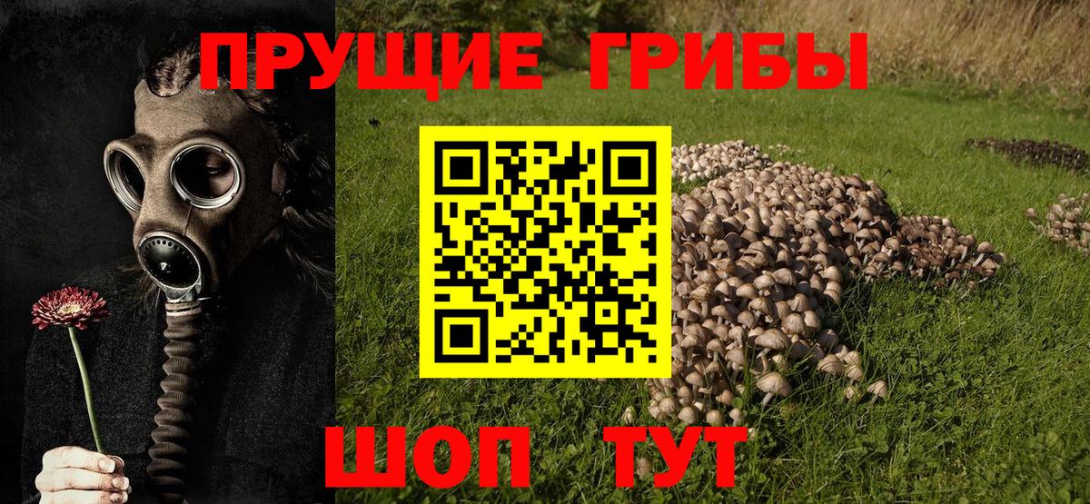 Галлюциногенные грибы Psilocybe Белебей